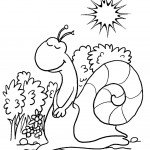 שבלול נהנה מחום השמש