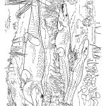 דף צביעה תנינים ביאור