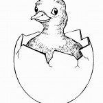 דף צביעה גוזל בוקע מן הביצה