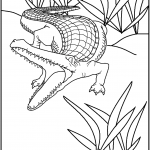 דף צביעה תנין 13