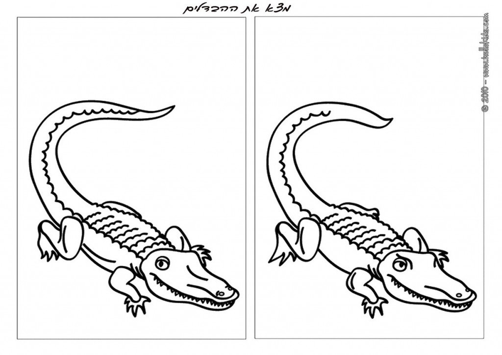 animals_diff1