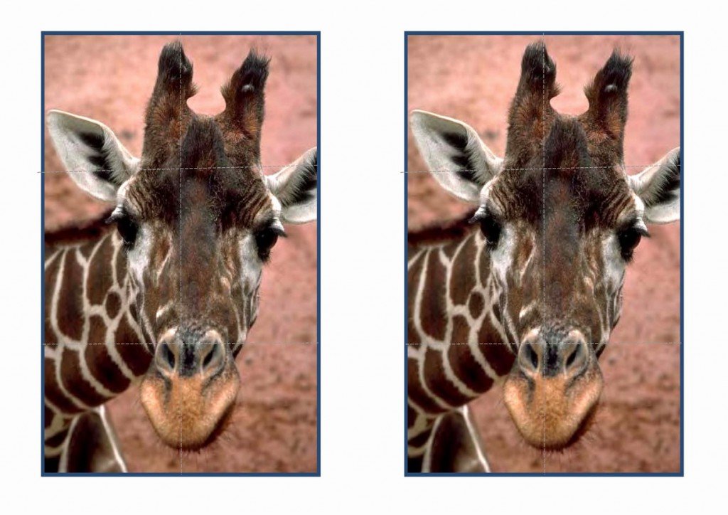 animals_puzzle45
