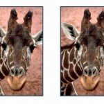 animals_puzzle45