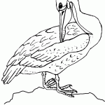 דף צביעה שקנאי 2