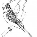 דף צביעה ציפור 5