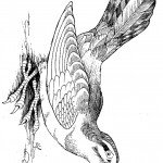 דף צביעה ציפור 4