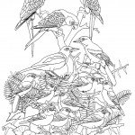 מפגש בין ציפורים ותוכים