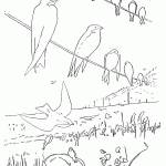 דף צביעה ציפור 3