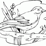 דף צביעה ציפור 14