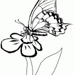 דף צביעה פרפר 43