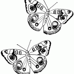 דף צביעה פרפר 30