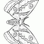 דף צביעה פרפר 27