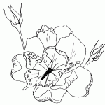 דף צביעה פרפר 25