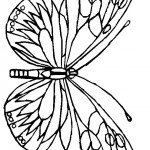 דף צביעה פרפר 24