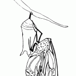 דף צביעה פרפר 18