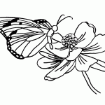 דף צביעה פרפר 9