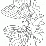 דף צביעה פרפר 4