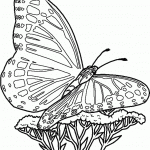 דף צביעה פרפר 1