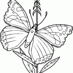 דף צביעה פרפר 35