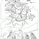 דף צביעה פרפר 33