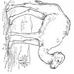 דף צביעה גמל 1 דף צביעה גמל 1