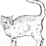 דף צביעה חתול 4