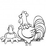 התרנגול שומר על התרנגולת הדוגרת