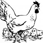 דף צביעה תרנגולת ואפרוחיה