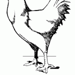 דף צביעה תרנגול 6