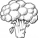 דף צביעה כרובית