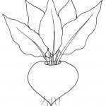 דף צביעה צנון