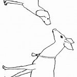 פגישה בין איילה לכלב