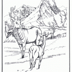 דף צביעה איילה 2