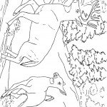 דף צביעה איילה 11