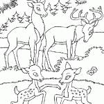 דף צביעה איילה 9