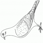 דף צביעה יונה 14