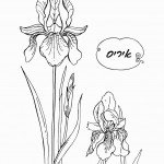 דף צביעה פרחים 8