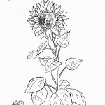 דף צביעה פרחים 2