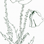 דף צביעה פרחים 58