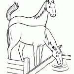 דף צביעה סוס שותה לרוויה