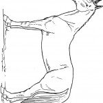 דף צביעה סוס 10
