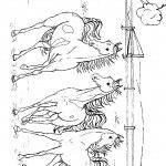 דף צביעה סוסים בחווה