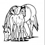 דף צביעה סוסה וסייח