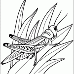 דף צביעה חגב 2