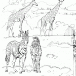 דף צביעה ג'ירפות וזברות בספארי