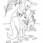 אימהות הקונגורו שומרות על התינוק שבכיסן אימהות הקונגורו שומרות על התינוק שבכיסן