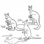 חבורת קנגורואים יוצאת לטיול חבורת קנגורואים יוצאת לטיול