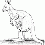 דף צביעה קונגורו 7 דף צביעה קונגורו 7