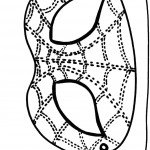 דף צביעה מסכת ספיידרמן 1