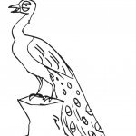 דף צביעה טווס 1